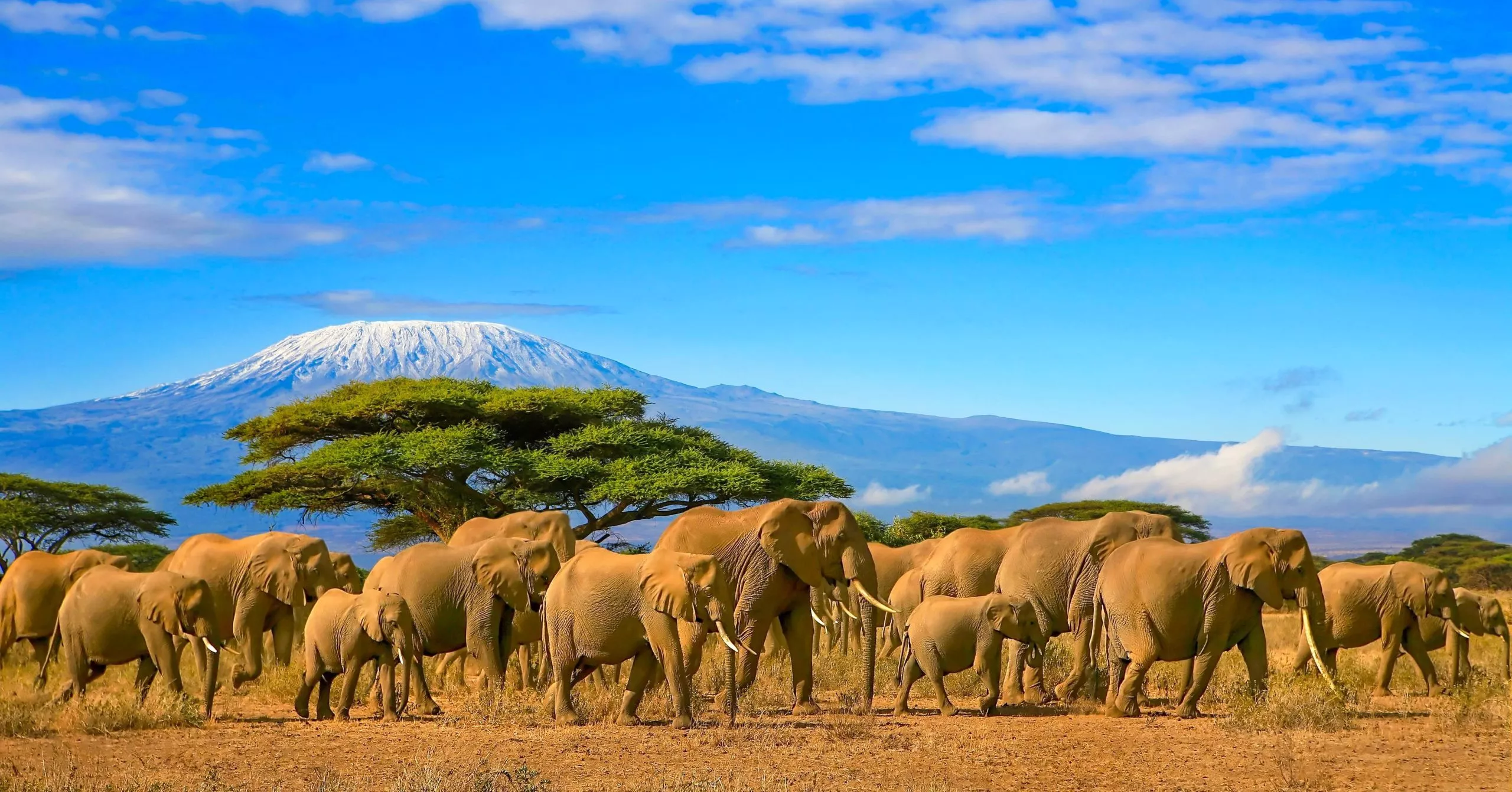 Herde Afrikanischer Elefanten in Kenia vor der Kulisse des Kilimanjaros